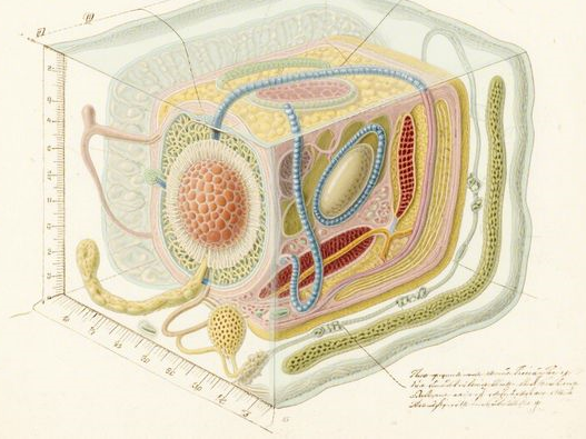 黑美人西瓜什么时候成熟_上市时间揭秘_选购品尝全攻略