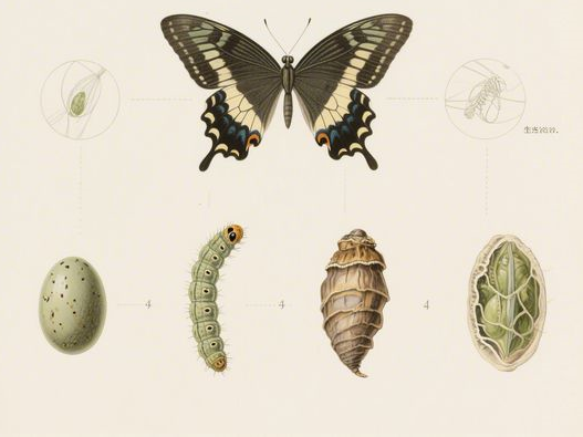 黄仁勋为何拜访张忠谋？家宴细节揭示科技巨头合作真谛