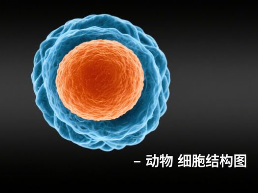 麦麦夜小堡多少钱一份_夜市新品_价格口味全解析